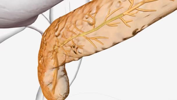 パンクレアス3Dの嚢胞性線維症 — ストック動画