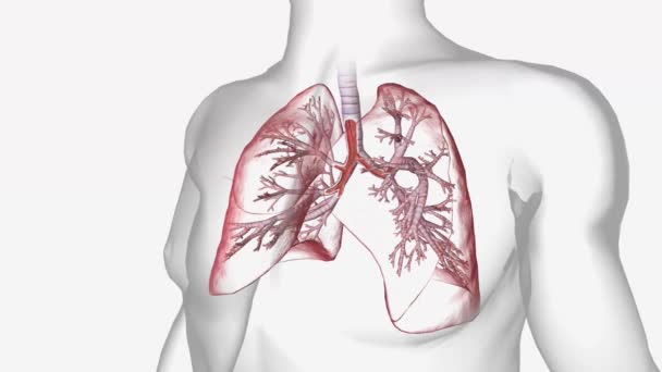 嚢胞性線維症 肺や膵臓などの臓器で粘膜の肥厚を引き起こす遺伝性疾患です — ストック動画
