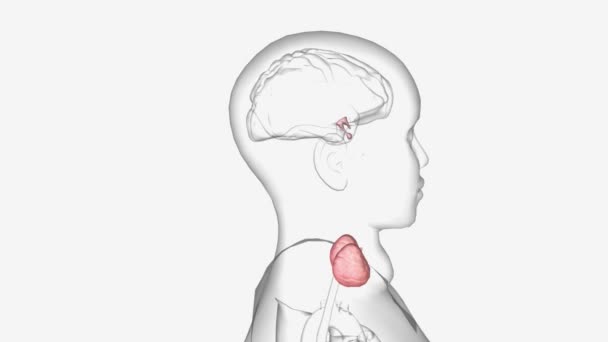 Tiroiditis Hashimoto Puede Causar Que Tiroides Produzca Suficiente Hormona Tiroidea — Vídeos de Stock