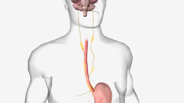 Sağlıklı Gut Beyin Ekseni Vagus Sinirleri — Stok video