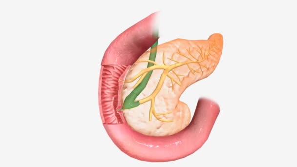 膵臓は腹の後ろ 胃の後ろにある細長いテーパー状の器官です — ストック動画