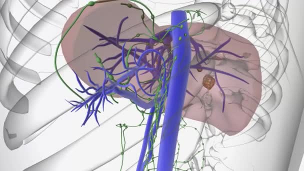 肝脏中可能会形成好几种癌症 肝癌最常见的类型是肝细胞癌 — 图库视频影像