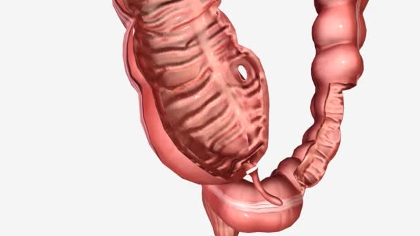 セシウムの大きな腸間断面 — ストック動画