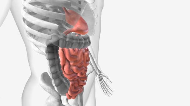 Stomach Small Intestine — Stock Video