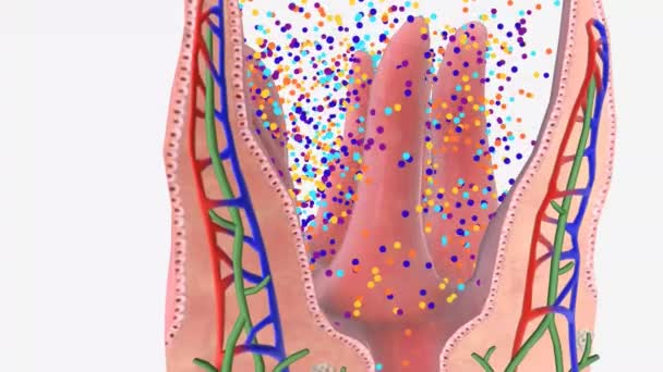 Healthy Microbial Balance Healthy Microbiome — Stock Video