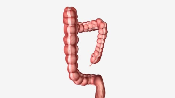 大肠横截面3D — 图库视频影像