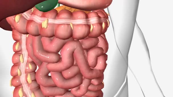 Healthy Digestion Small Intestines — Stock Video