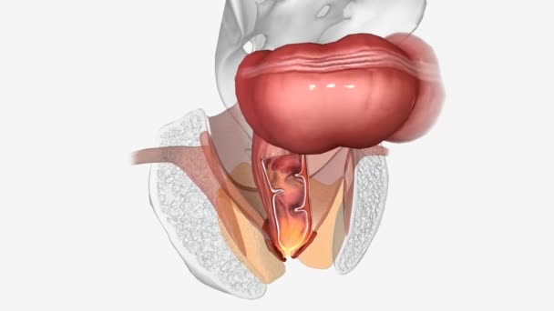 Anal Kanal Gastrointestinal Bölgenin Son Bölümüdür — Stok video
