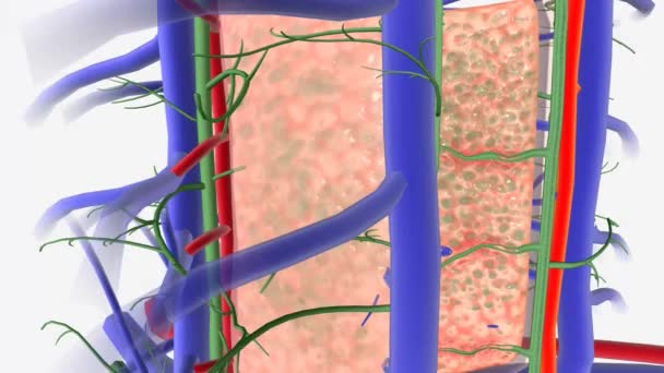 原发性胆管炎肝硬化肝内胆管管 — 图库视频影像