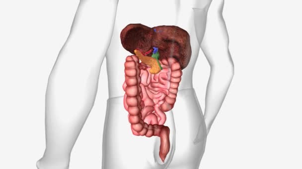 肝硬化是一种晚期肝病 在这种疾病中 健康的肝组织被疤痕组织所取代 肝脏永久受损 — 图库视频影像