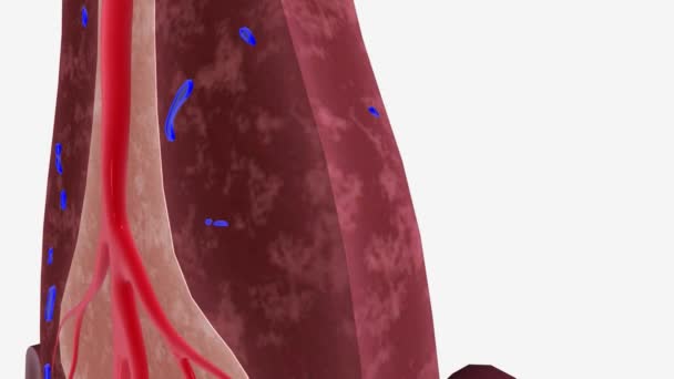 脾臓組織 赤パルプ3Dアニメーション — ストック動画