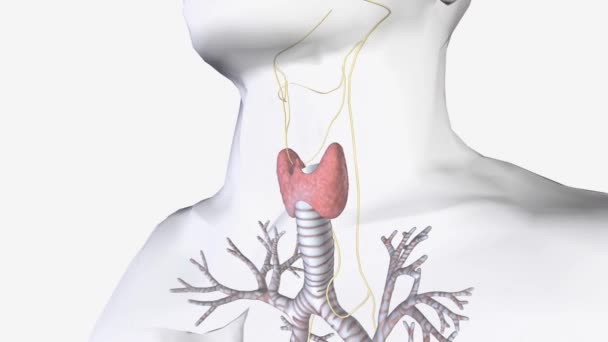División Parasimpática Del Sistema Nervioso Autónomo Inervación Primaria Glándula Tiroides — Vídeo de stock