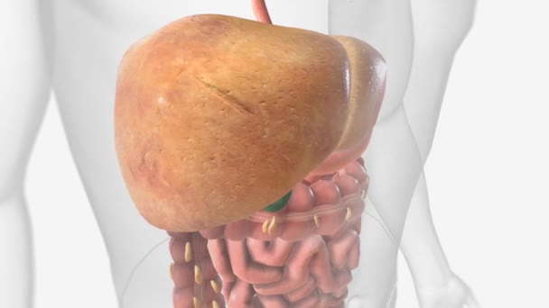 Alkolsüz Yağ Karaciğeri Hastalığı Şişko Karaciğer — Stok video