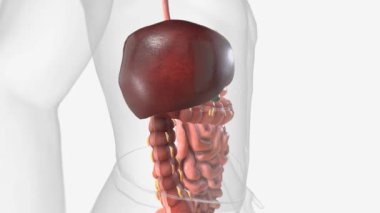 Sağlıklı Gut - Beyin Ekseni 3d