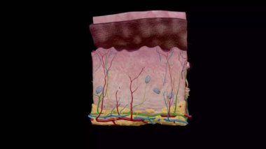 Derinin anatomik yapısı