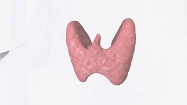 Paratiroid bezleri boynundaki tiroit bezlerinin hemen arkasında bulunur.