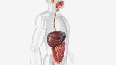 Sindirim sistemi bir dizi organdan oluşur. Bu da vücudunuzun yediğimiz yiyeceklerden ihtiyacı olan besinleri ve enerjiyi almasını sağlar.