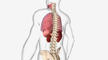 En erken safha özofajiyal kanserlerine 0 aşaması (yüksek dereceli displazi) denir. 1. Aşama 'dan IV. Aşama' ya (4.).