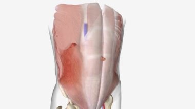 Epigastrik fıtıkta, yağ göbek deliğinle göğüs kemiğin arasındaki bir zayıflıktan dışarı çıkar ve bir yumru oluşturur.