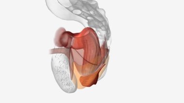 Fecal incontinence, also called accidental bowel leakage, is the accidental passing of solid or liquid stools from your anus