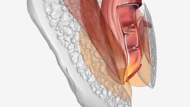 健康解剖 肛门外切割器 — 图库视频影像