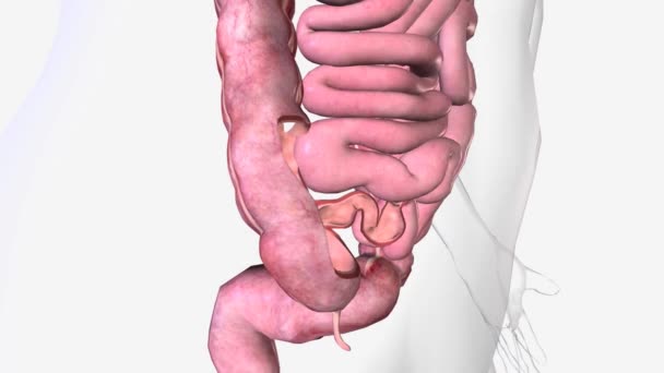 静脈弁はイリュウム 小腸の最後の部分 と結腸の接合部に位置する括約筋です — ストック動画