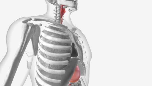 食道は喉から胃に食べ物や液体を運ぶ中空の筋肉チューブです — ストック動画