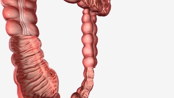 大肠胃横断面 排便结肠 — 图库视频影像