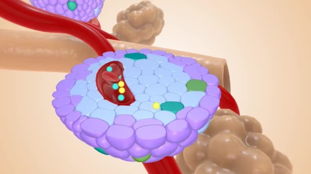Glukóza Krevní Cukr Potravy Trávení Poskytuje Energii Buňkám Těle Hladiny — Stock video