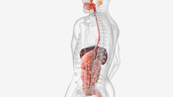 Digestive System Includes Mouth Pharynx Throat Esophagus Stomach Small Intestine — Video Stock