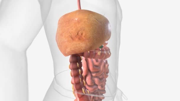 ノンアルコール脂肪肝疾患3Dアニメーション — ストック動画