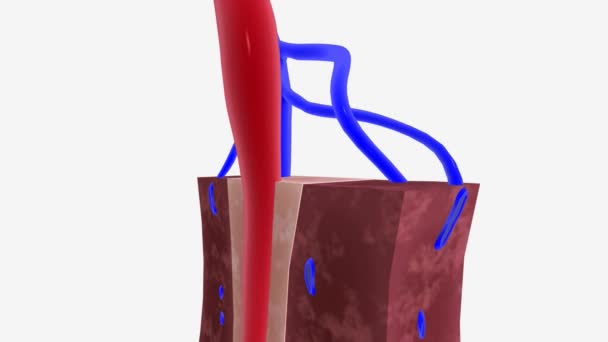 Jaringan Spleen Animasi Arteri Splenic — Stok Video