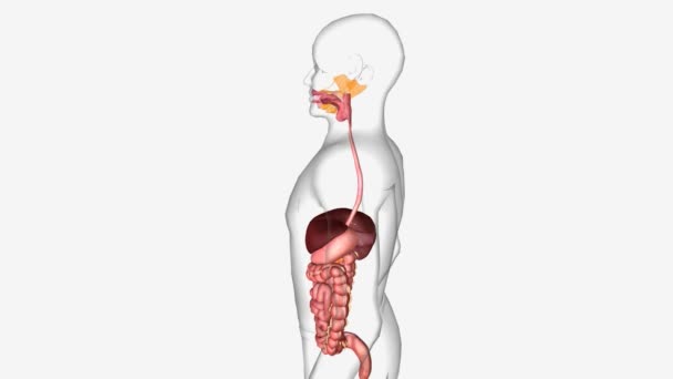 消化系统由胃肠道和腺体器官组成 包括肝脏 胰腺和胆囊 — 图库视频影像