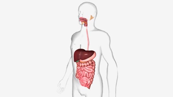 Sistema Digestivo Composto Pelo Trato Gastrointestinal Órgãos Glandulares Incluindo Fígado — Vídeo de Stock