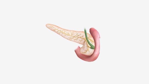 膵臓は腹の後ろ 胃の後ろにある細長いテーパー状の器官です — ストック動画