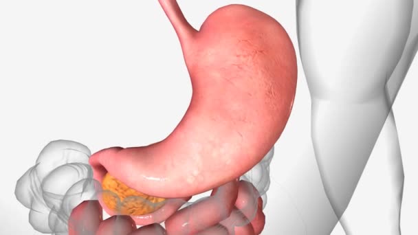Estómago Órgano Parte Superior Del Abdomen — Vídeos de Stock