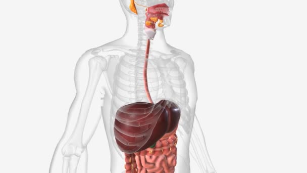 Digestive System Includes Mouth Pharynx Throat Esophagus Stomach Small Intestine — стоковое видео