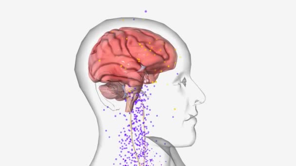 Leptin抑制Orexin产生细胞 侧下丘脑区域 — 图库视频影像