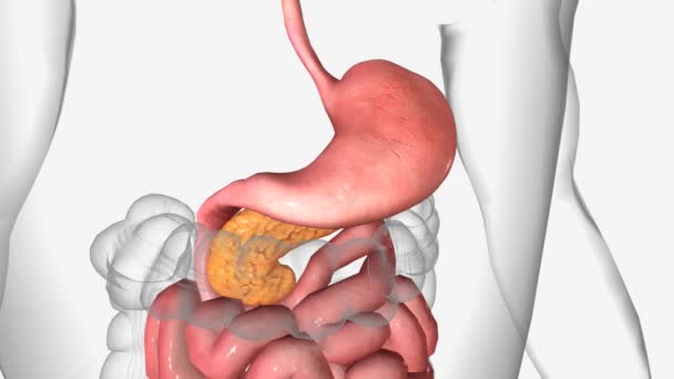 Stomach Organ Upper Abdomen — Stock Video