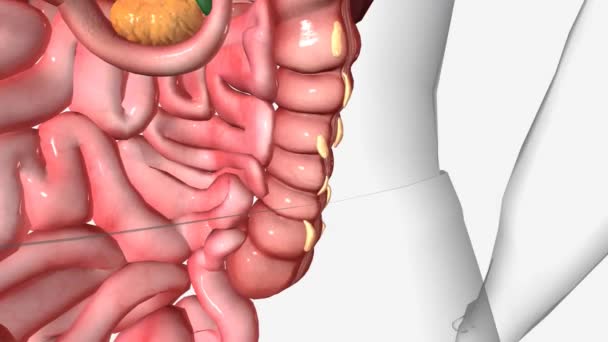Healthy Digestion Small Intestines Animation — Stock Video