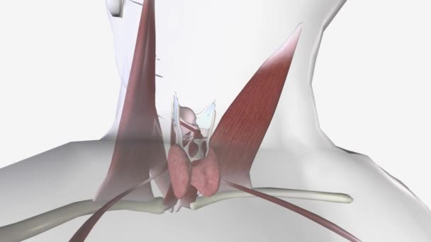 Anatomía Regional Glándula Tiroides — Vídeo de stock