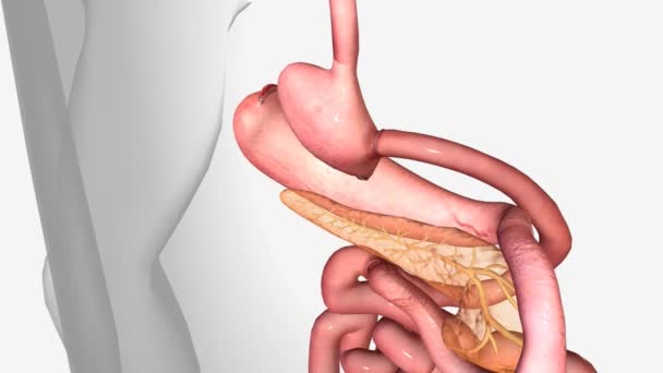 胃バイパス3Dアニメーション付き胃 — ストック動画