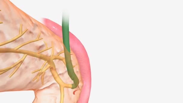 Pankreas Anatomisi Yaygın Safra Kanalı — Stok video
