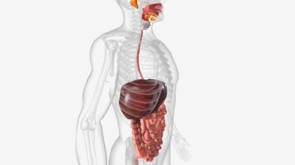 Sistema Digestivo Compone Una Serie Órganos Que Permite Cuerpo Para — Vídeo de stock