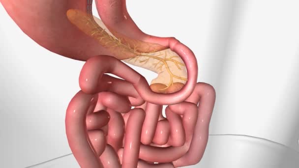 スリーブ胃切除 十二指腸アニメーション3Dアニメーション — ストック動画
