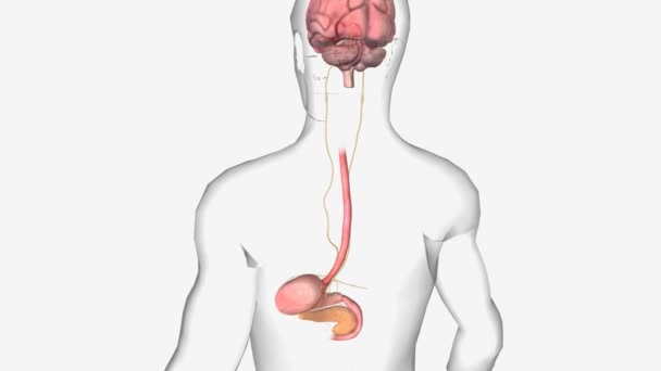 健康な腸 脳の軸3D — ストック動画