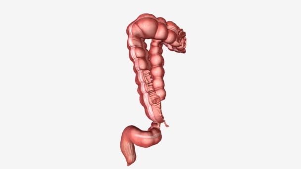 大腸断面3D — ストック動画