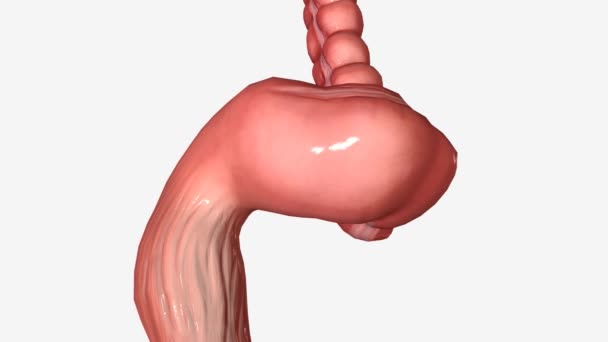 Large Intestine Cross Section Rectum — Stock Video