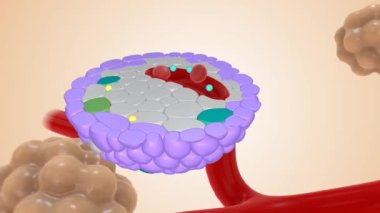 Tip 1 Diyabet İnsülin Üretimi 3D animasyon
