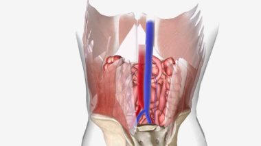 Epigastrik fıtıkta, yağ göbek deliğinle göğüs kemiğin arasındaki bir zayıflıktan dışarı çıkar ve bir yumru oluşturur.